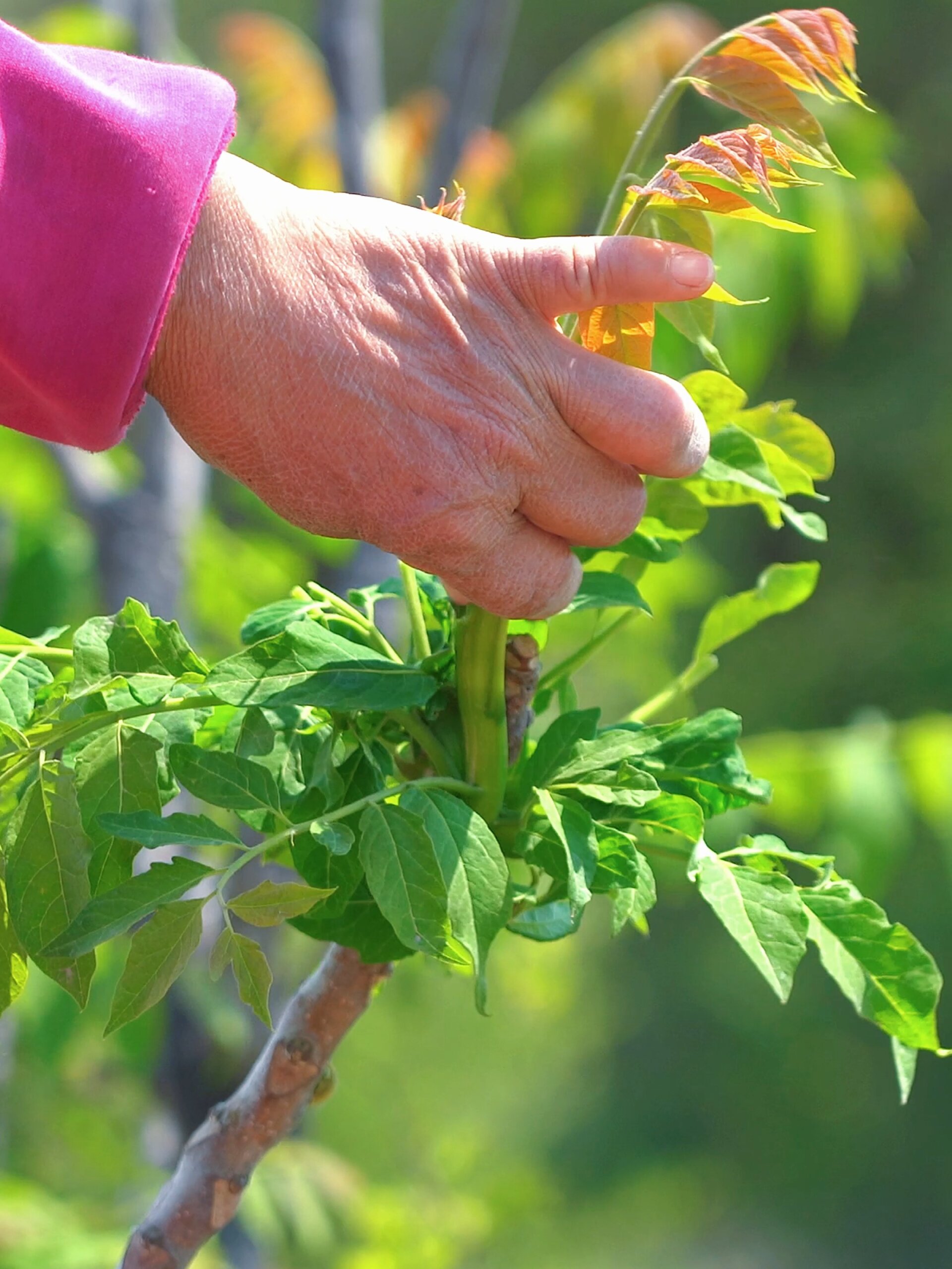 都知道香椿芽好吃,但臭椿芽能吃吗?