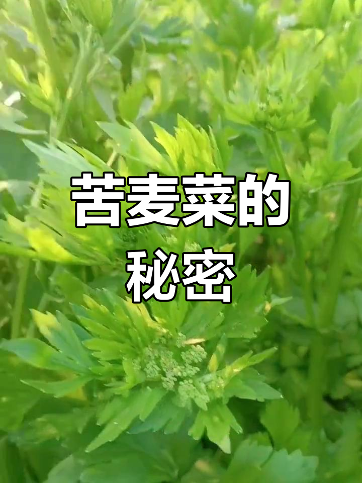 苦麦菜甜还是命苦?刚满月的嫩芹菜告诉你答案