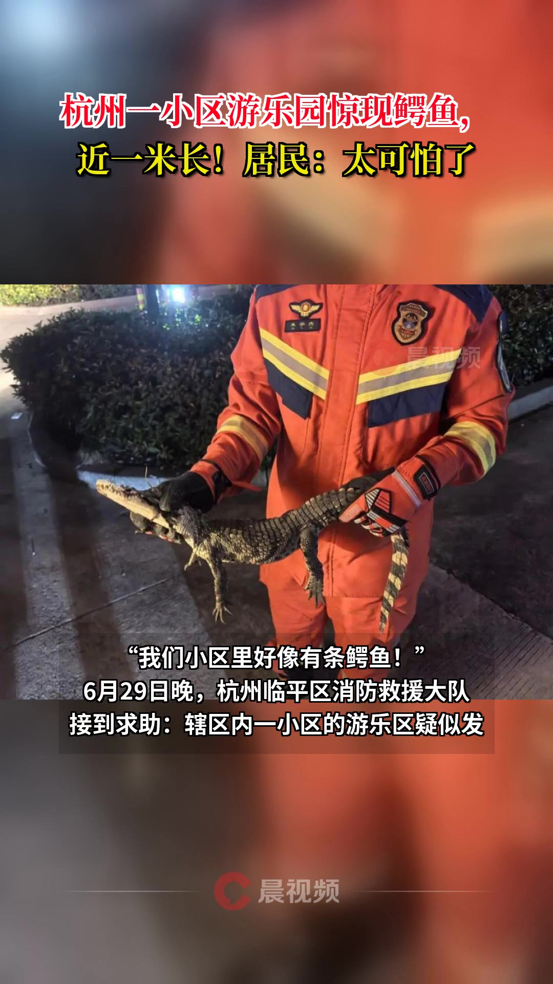 杭州一小区游乐园惊现鳄鱼,近一米长!居民:太可怕了