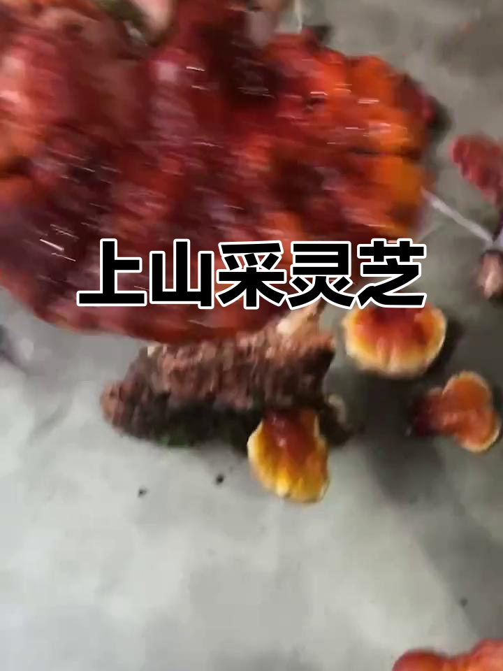 山上灵芝大丰收,珍稀品种让人惊喜