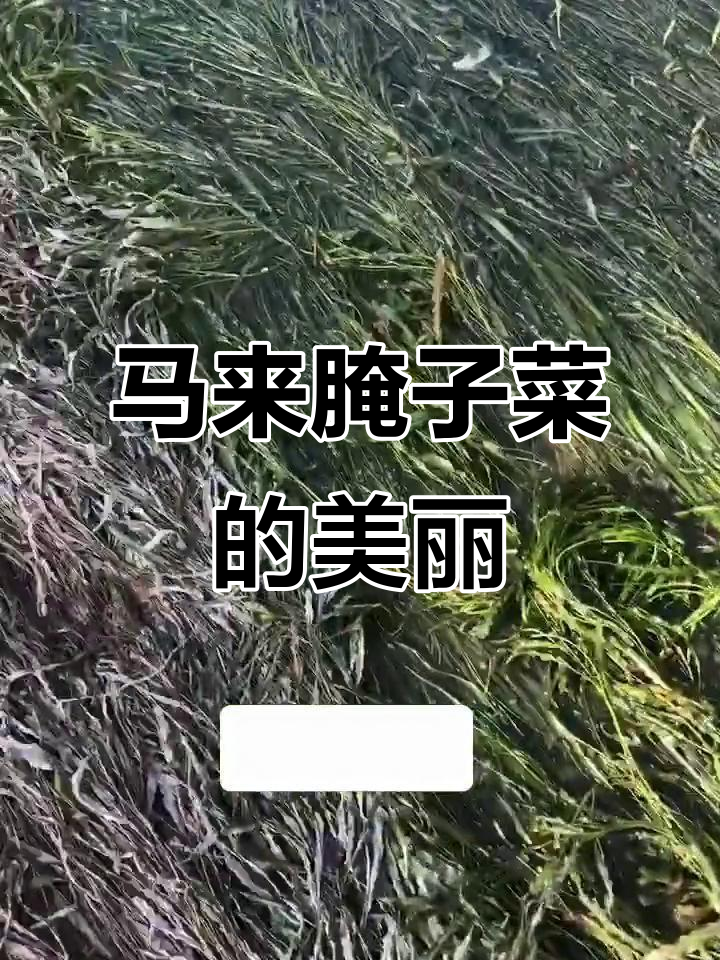 马来眼子菜水生植物,河道里密密麻麻的绿意