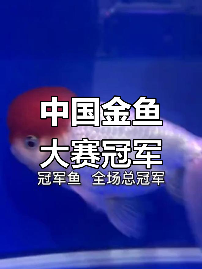 鹅头红荣获中国金鱼大赛总冠军,宫廷精品鱼再现辉煌