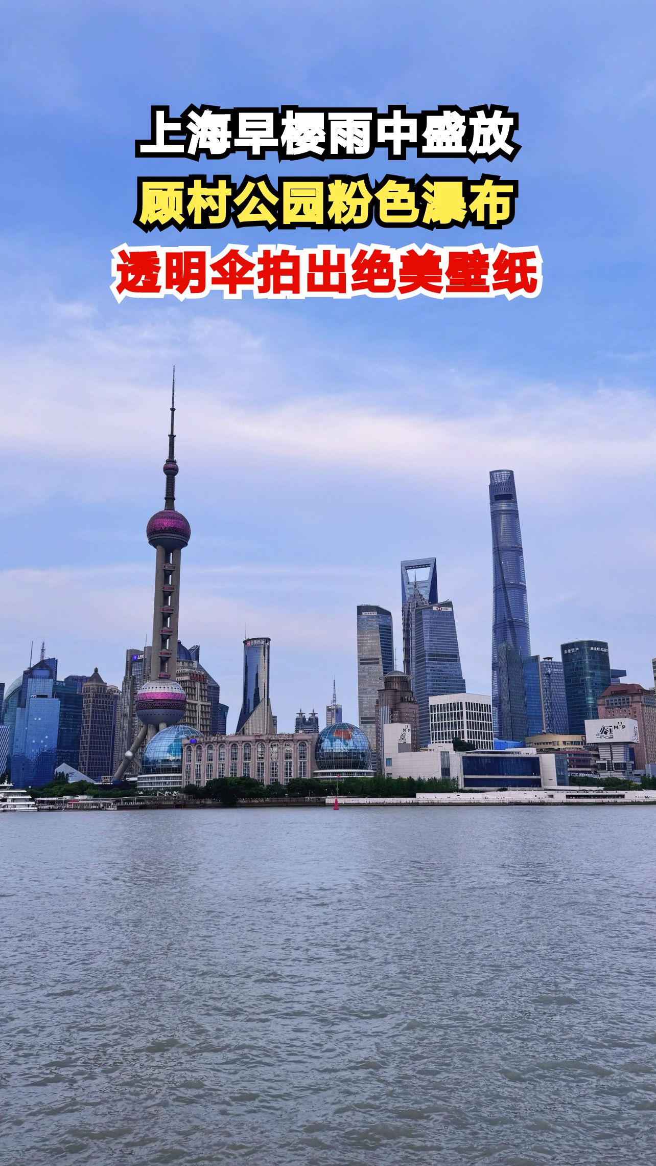 上海春雨中的粉色浪漫,顾村公园樱花雨等你来签收