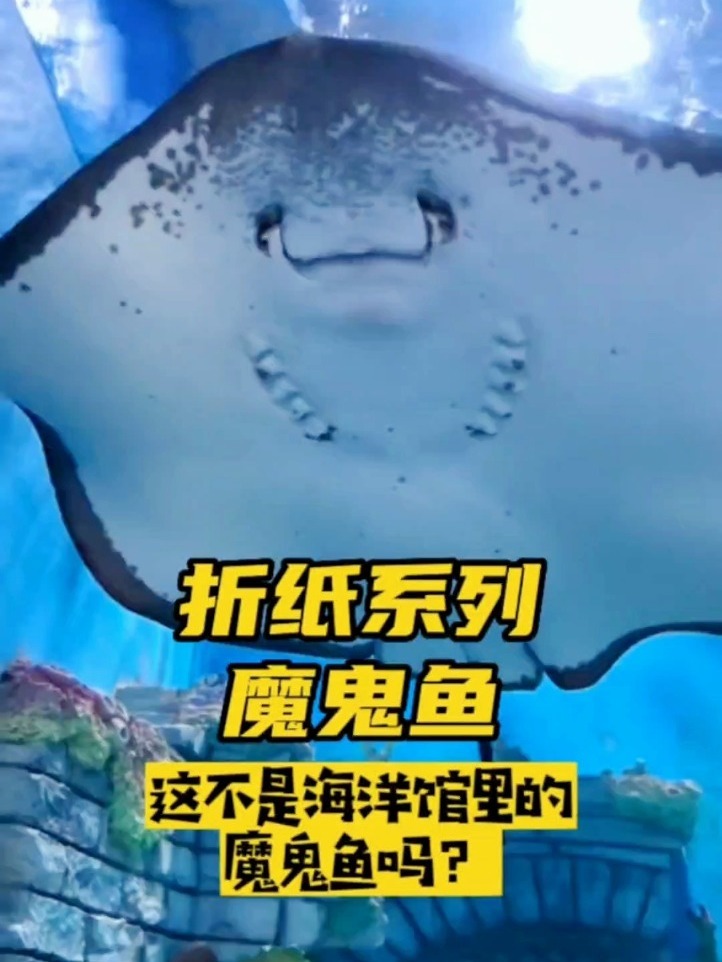 折纸系列┉魔鬼鱼