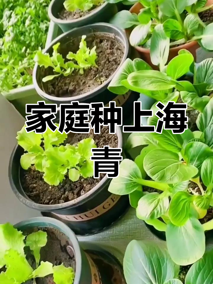 上海青:阳台小院必备,轻松种植的美味青菜
