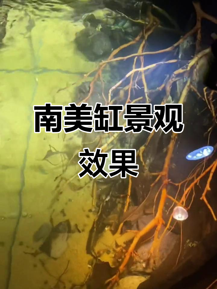 南美缸造景大揭秘,沉木、火山石打造完美生态