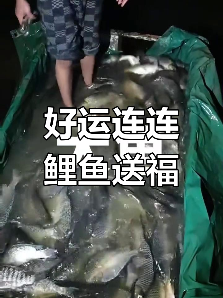 鲤鱼满池,好运连连!2023年祝福满满