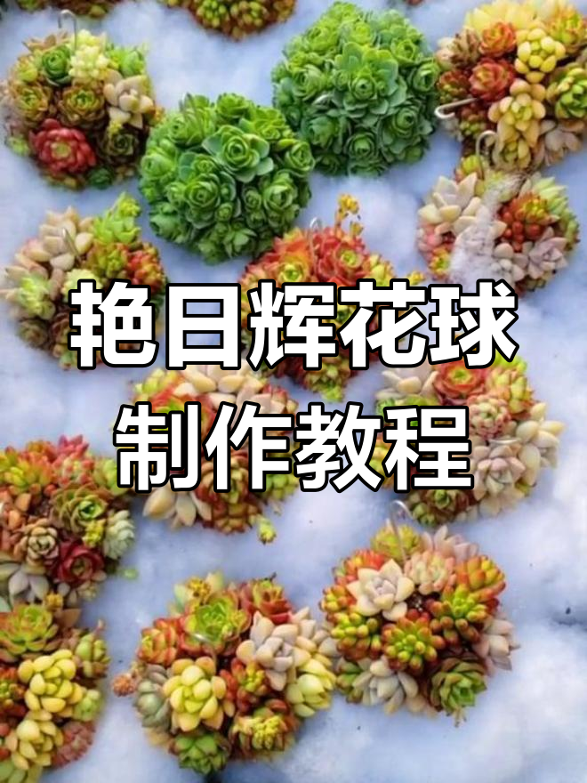 用艳日辉做花球,简单步骤教你打造独特多肉景观