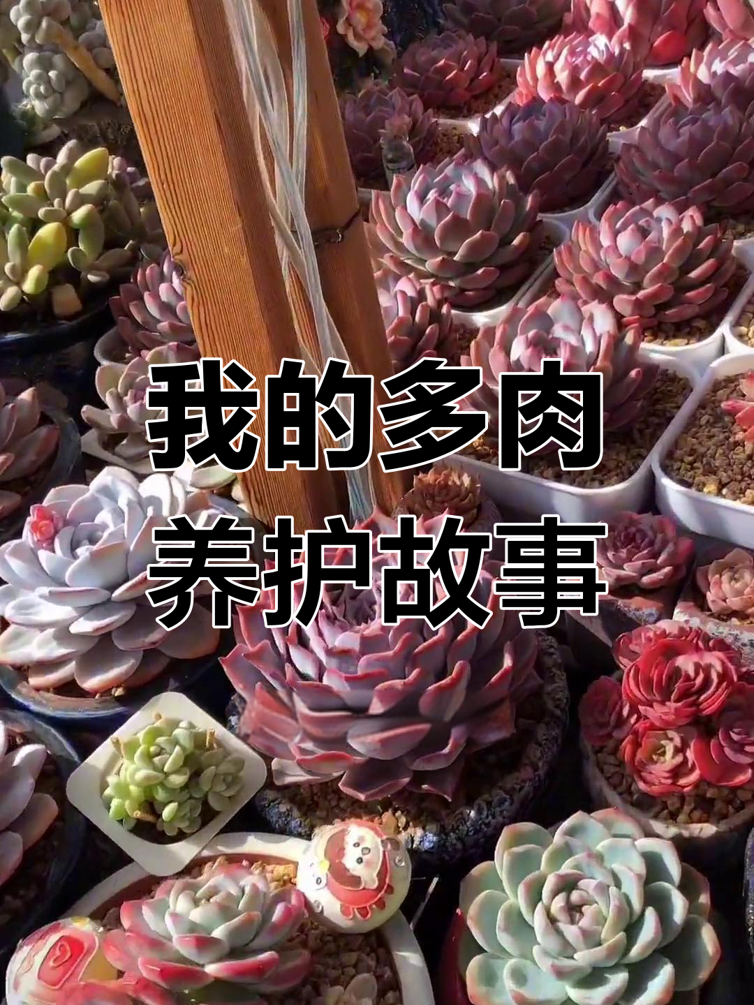 从白牡丹到各种多肉,我的养护之路太刺激了