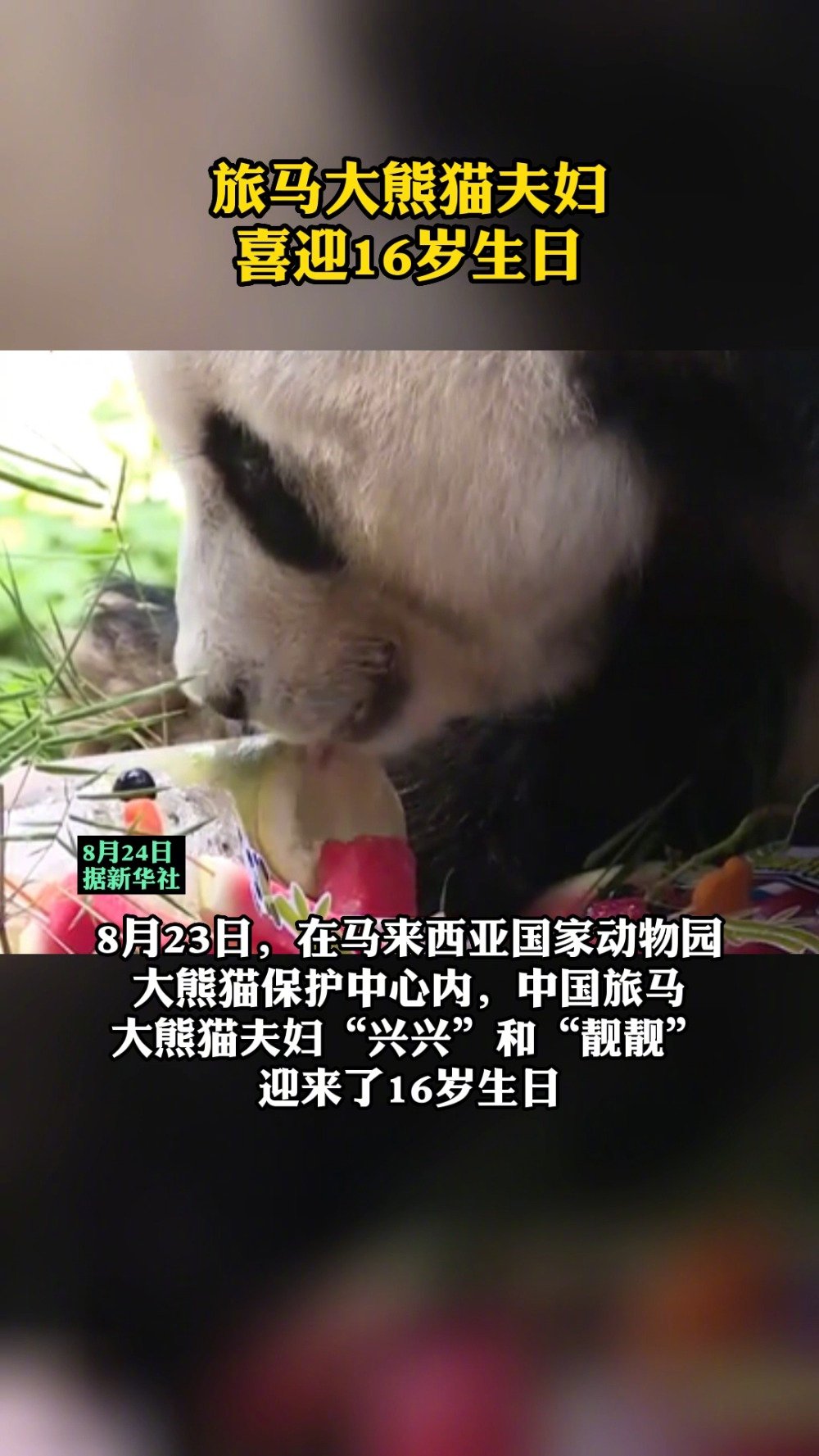 「中国旅马大熊猫夫妇喜迎16岁生日」8月23日,在马来西亚国家动物园大熊猫保护中心内,中国