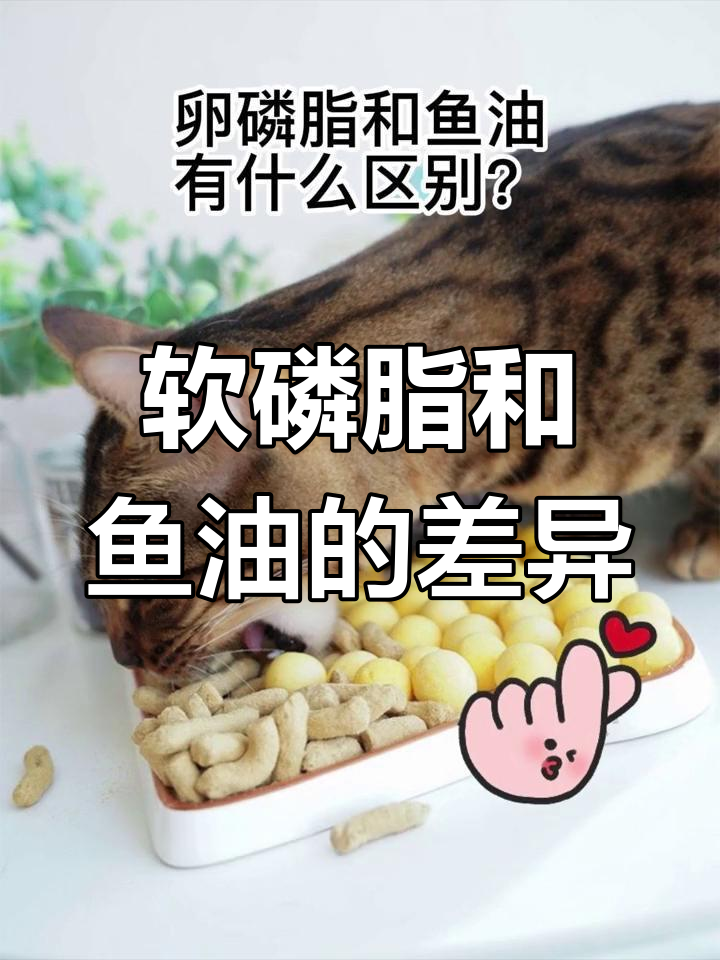 卵磷脂与鱼油的区别与应用