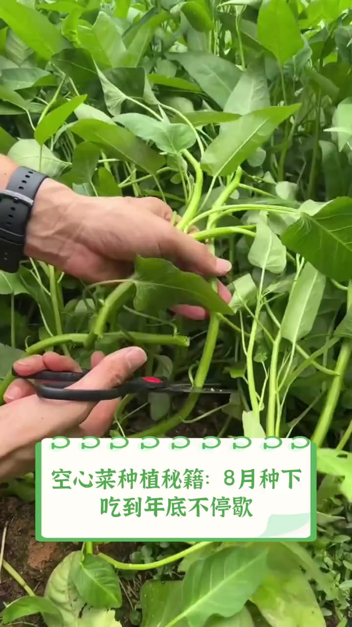 空心菜种植秘籍:8月种下,吃到年底不停歇