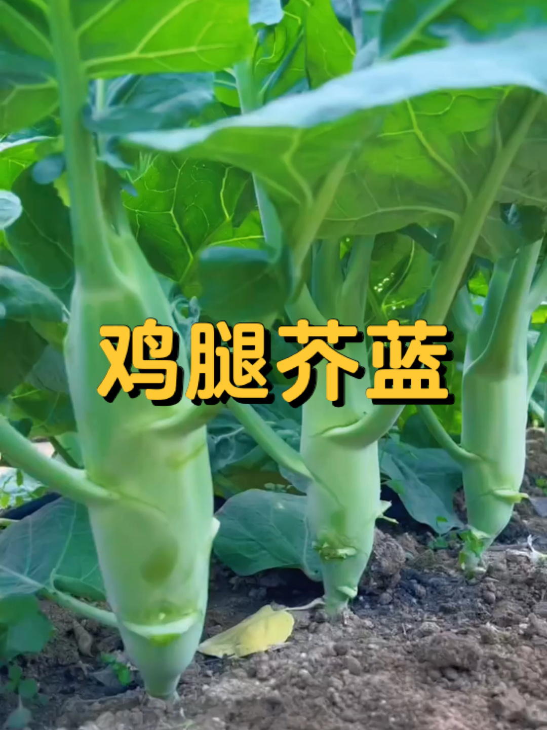 鸡腿芥蓝