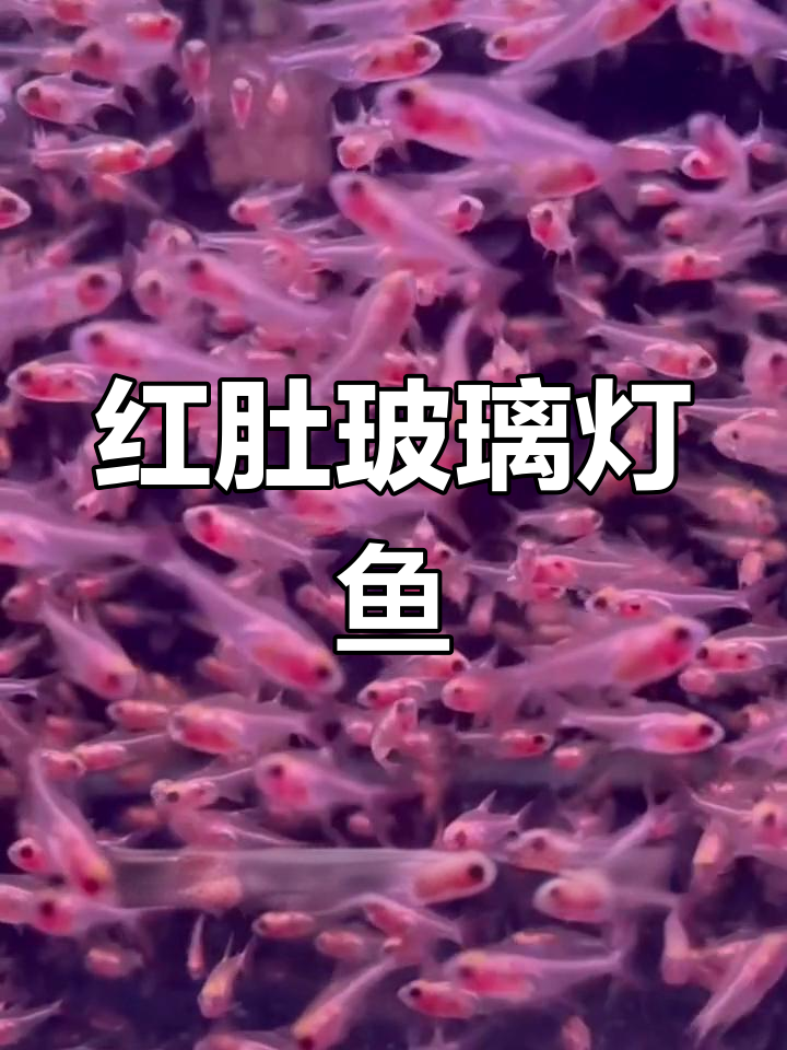 红肚玻璃灯鱼:群居温顺,适合草缸饲养