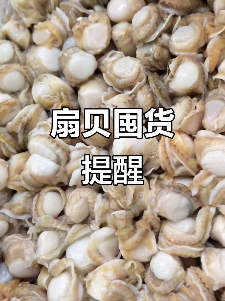 扇贝便宜,赶紧存起来过冬!