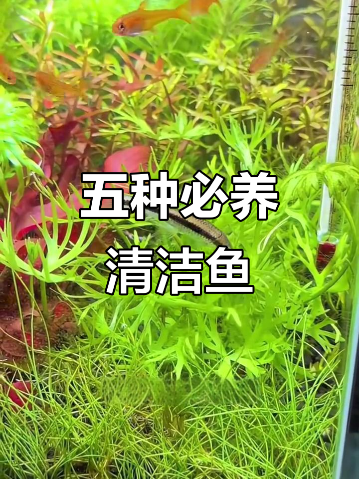 鱼缸清洁必备五大工具,轻松去除青苔和藻类