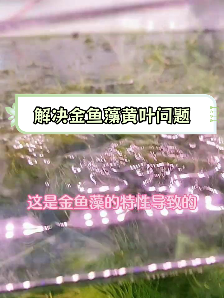 金鱼藻黄叶腐烂的原因与解决方法