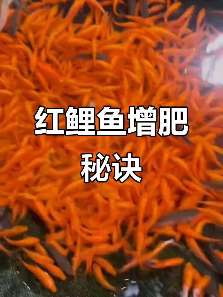 红鲤鱼快速增肥,肉质更鲜美紧实!