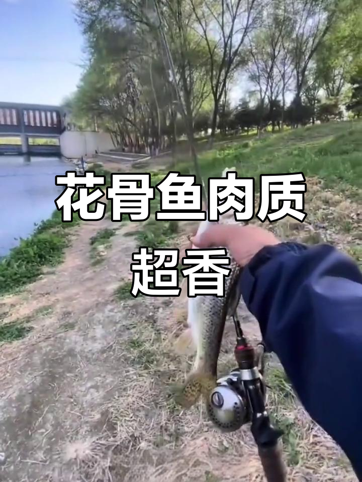花骨鱼揭秘:美味鲜美,蛋白质丰富,钓到连杆狂潮