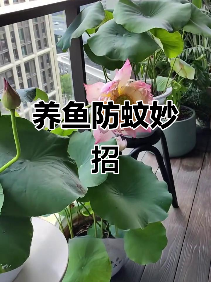 阳台荷花池里养小鱼，蚊子全灭！