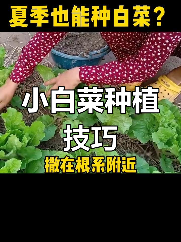 四季小白菜,夏季必备绿叶蔬菜