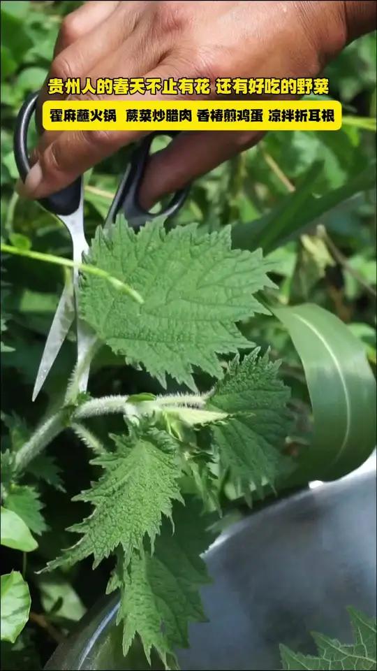 贵州人的春天不止有花 还有好吃的野菜,霍麻蘸火锅 蕨菜炒腊肉 香椿煎鸡蛋 凉拌折耳根。贵州