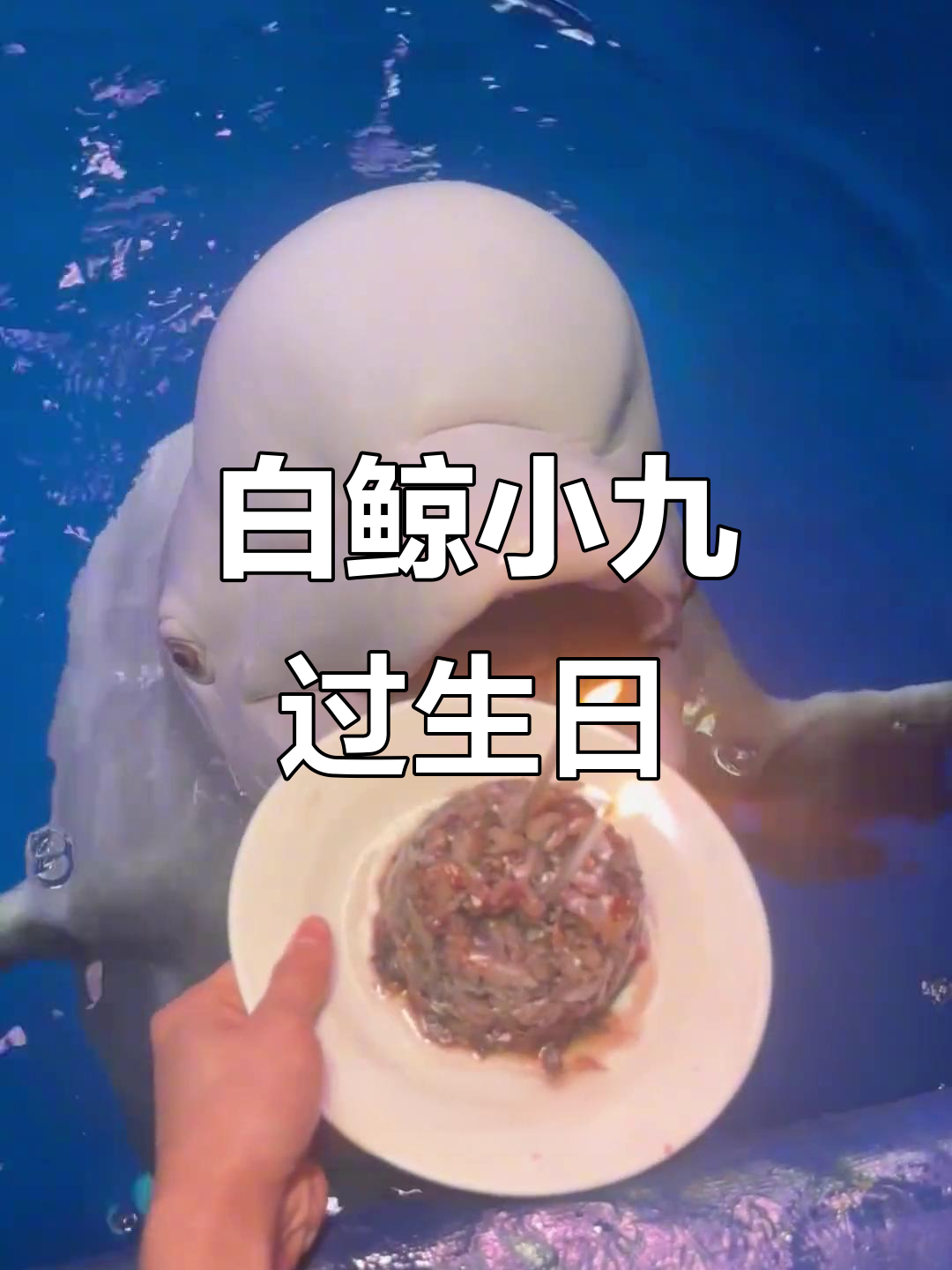 小九的生日蛋糕挑战,白鲸也能吹蜡烛!