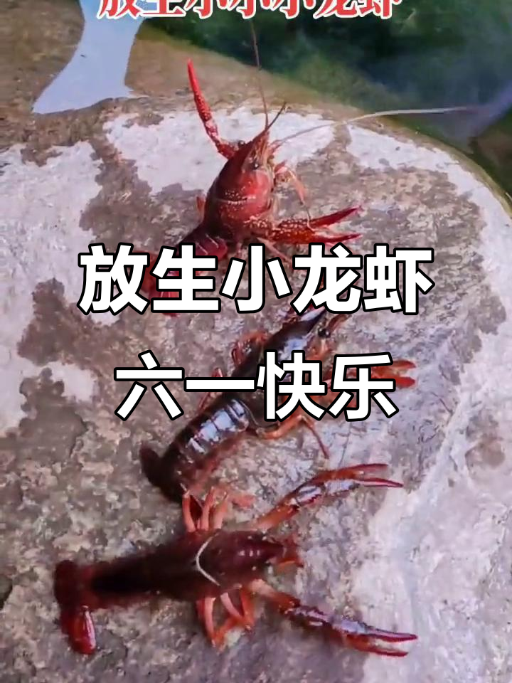 六一儿童节放生小龙虾,花园里的青春与欢乐