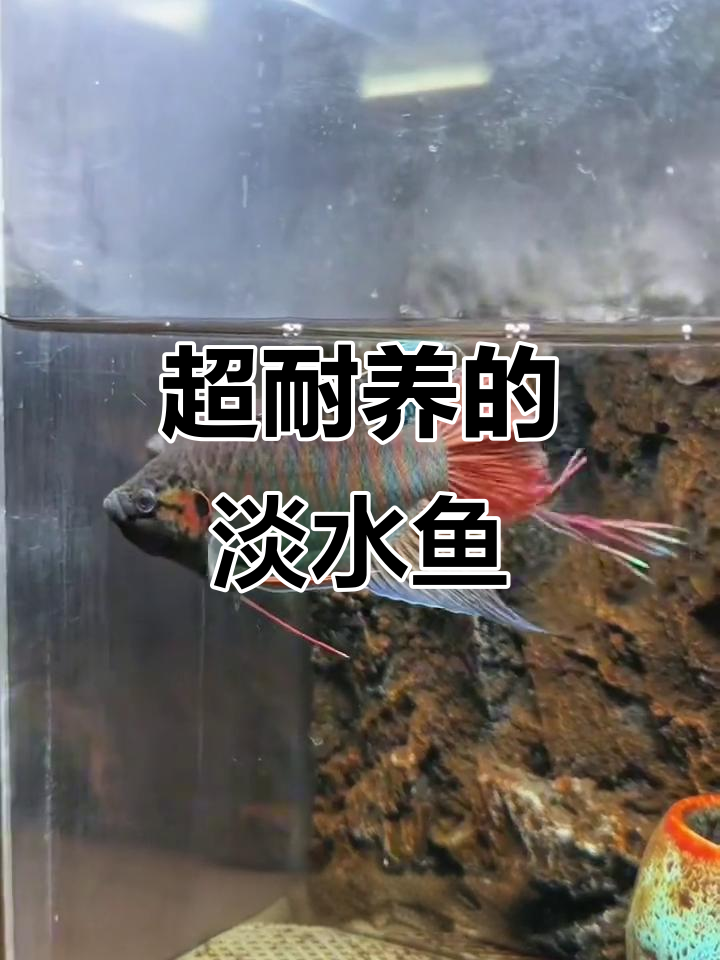 轻松养活的淡水鱼,不需要过滤和打氧气
