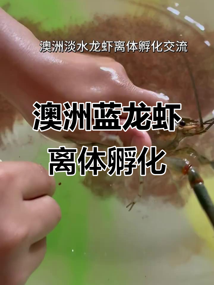 澳洲淡水蓝龙虾离体孵化优势解析,助力养殖效率提升