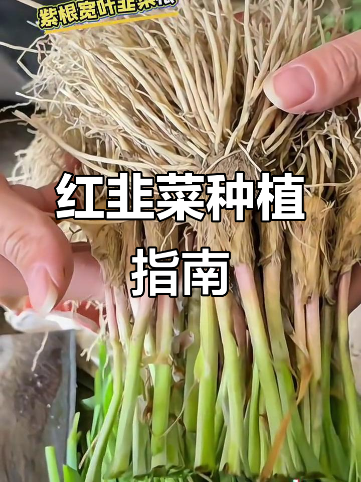 只需简单处理,独根红韭菜轻松栽种,花盆土里一埋就能活