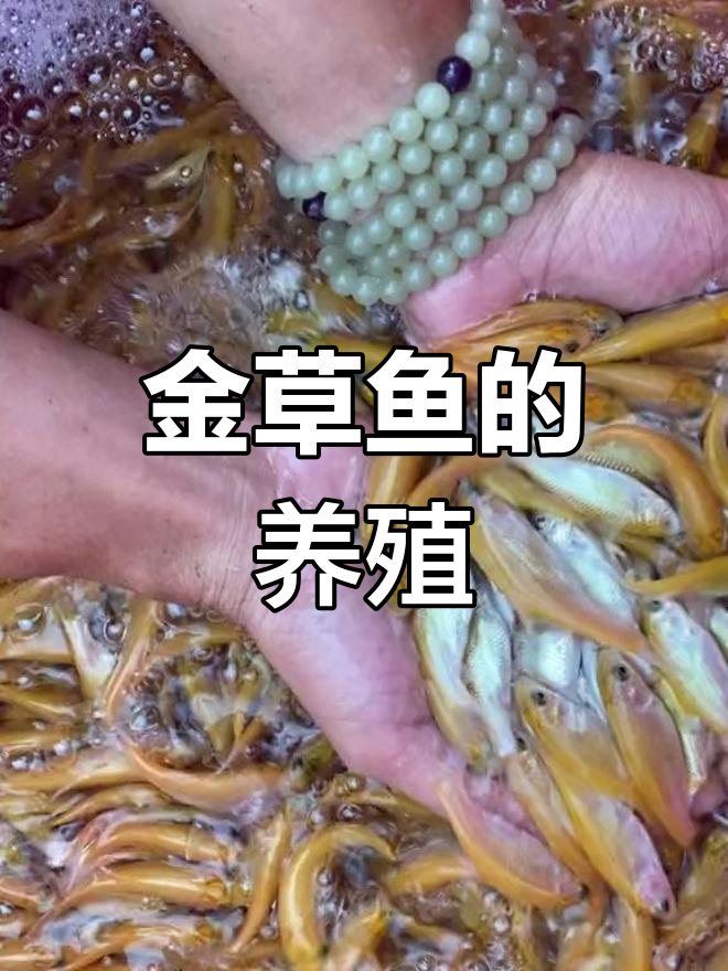 俄罗斯金草鱼,适合各种水域养殖,以植物为食