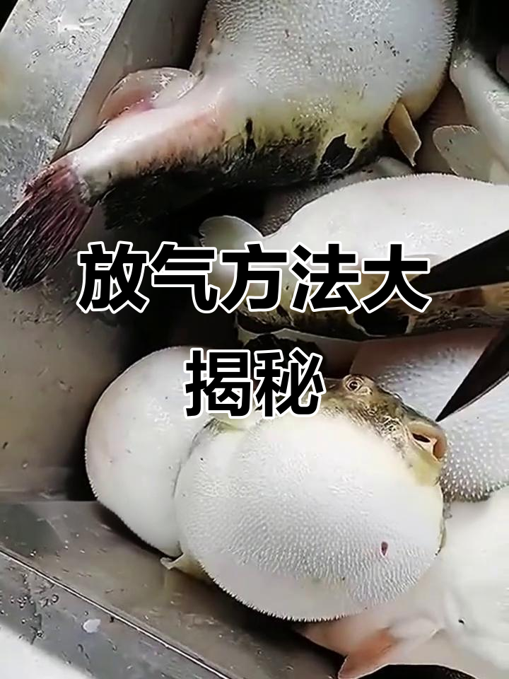 娃娃鱼肚子胀气，竟然是这样放气的！