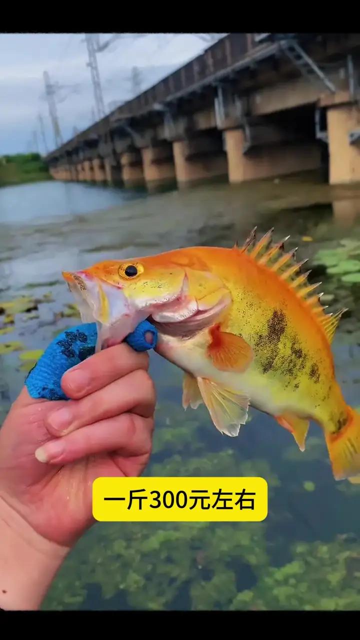 这些品质的鳜鱼，你认识几个