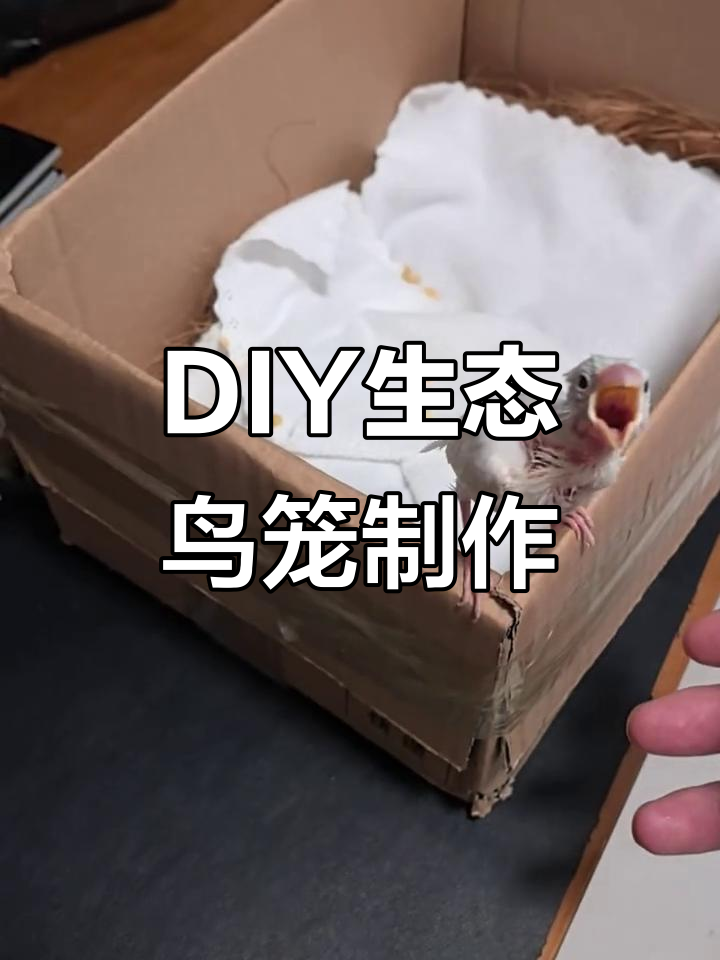 自制生态鸟笼大变身,DIY手工打造温馨家园