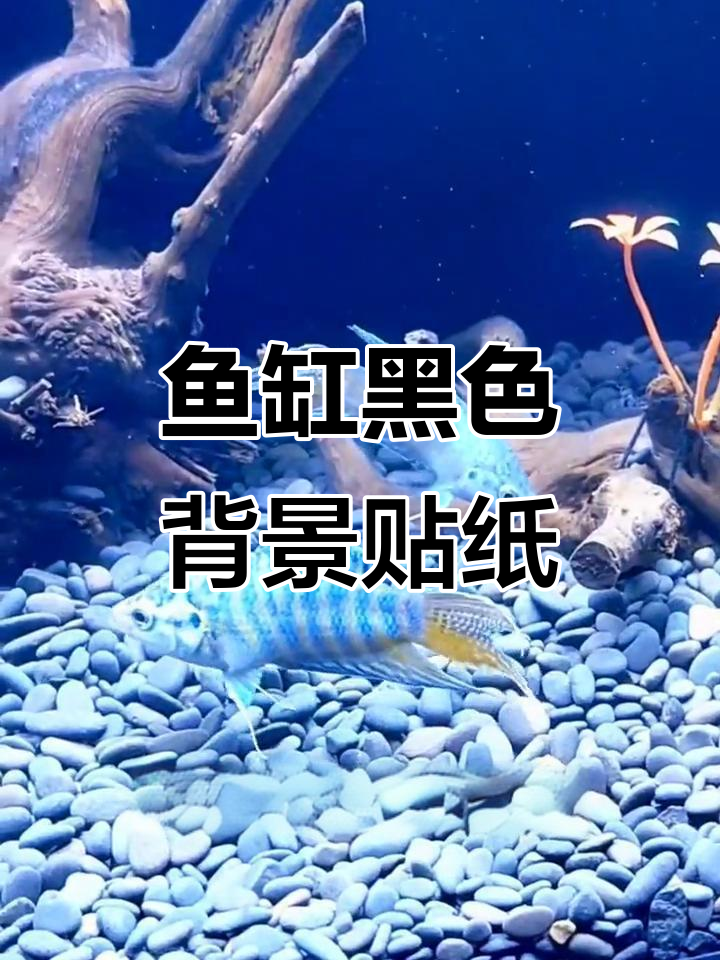 鱼缸背景贴纸的神奇作用，打造自然水景与安全感