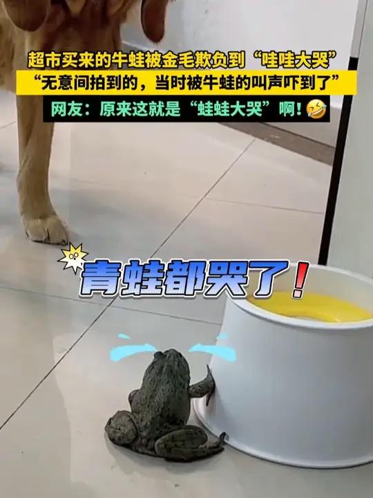 超市买来的牛蛙被金毛欺负到“哇哇大哭”“无意间拍到的,当时被牛蛙的叫声吓到了”网友:原来这