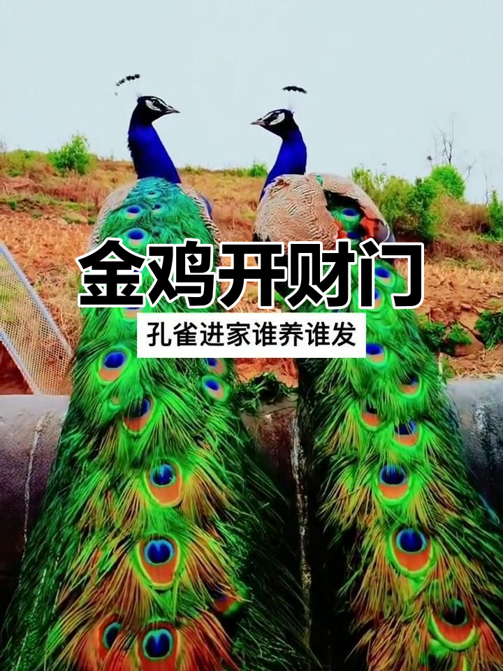 嘉祥县永恒特种动物农场：财运滚滚来，金鸡报晓开启财富之门