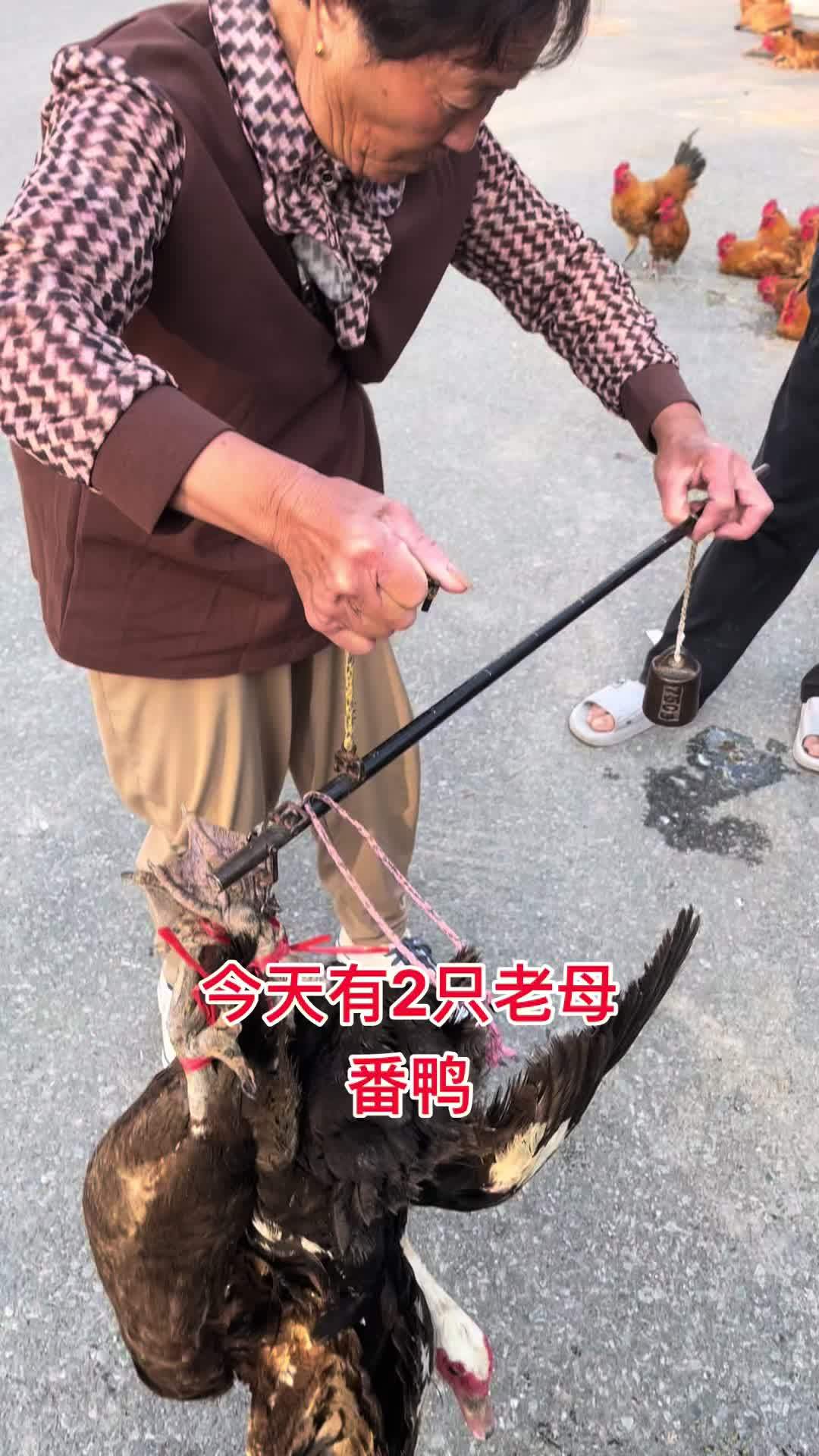 今天有2只老母番鸭需要私信
