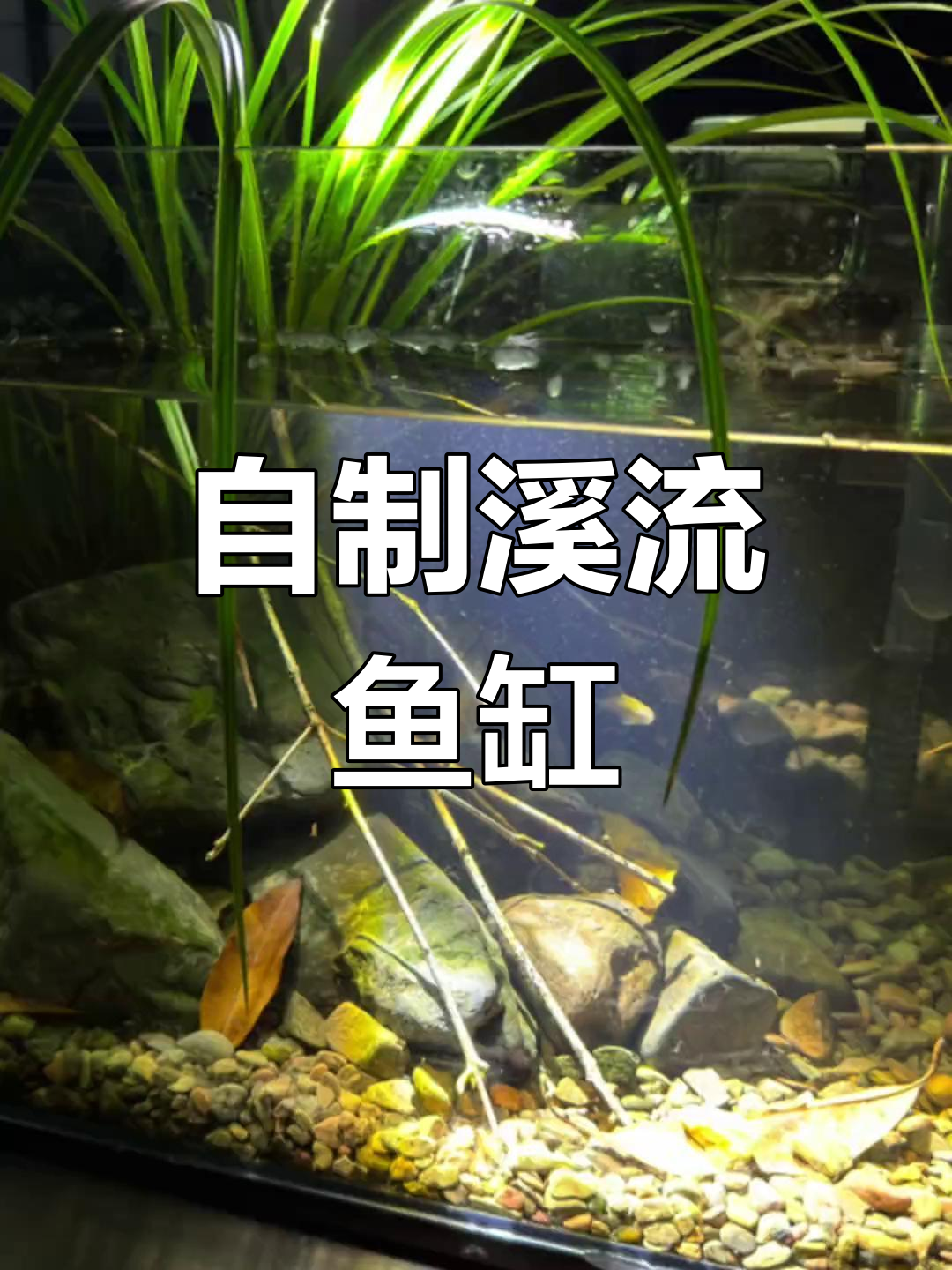 溪流石造景,打造自然鱼缸生态