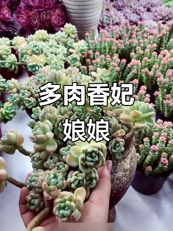 夏季香气四溢的多肉植物,劳尔带来清新空气