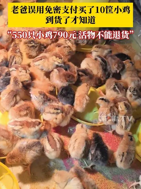 老爸误用免密支付买了10筐小鸡,到货了才知道。“550只小鸡790元,活物不能退货。好多年
