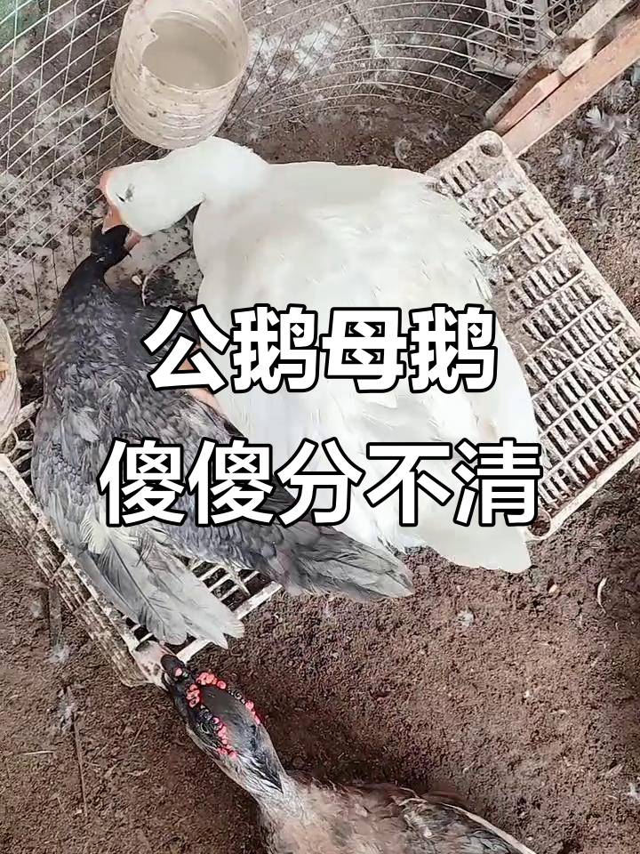 这是公鹅还是母鹅？大种黑番鸭性别难辨