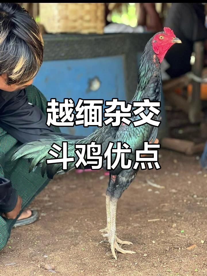 缅鸡与越南鸡杂交优势分析，速度与力量并存
