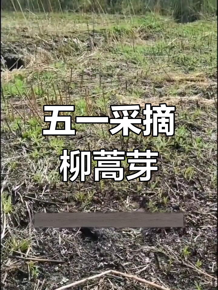 柳蒿芽:东北野菜的独特清香,五一采摘正当时