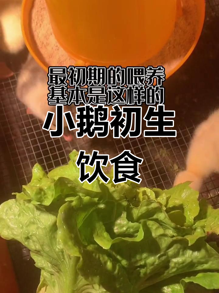 小鹅出生第一天,吃这些食物最合适!
