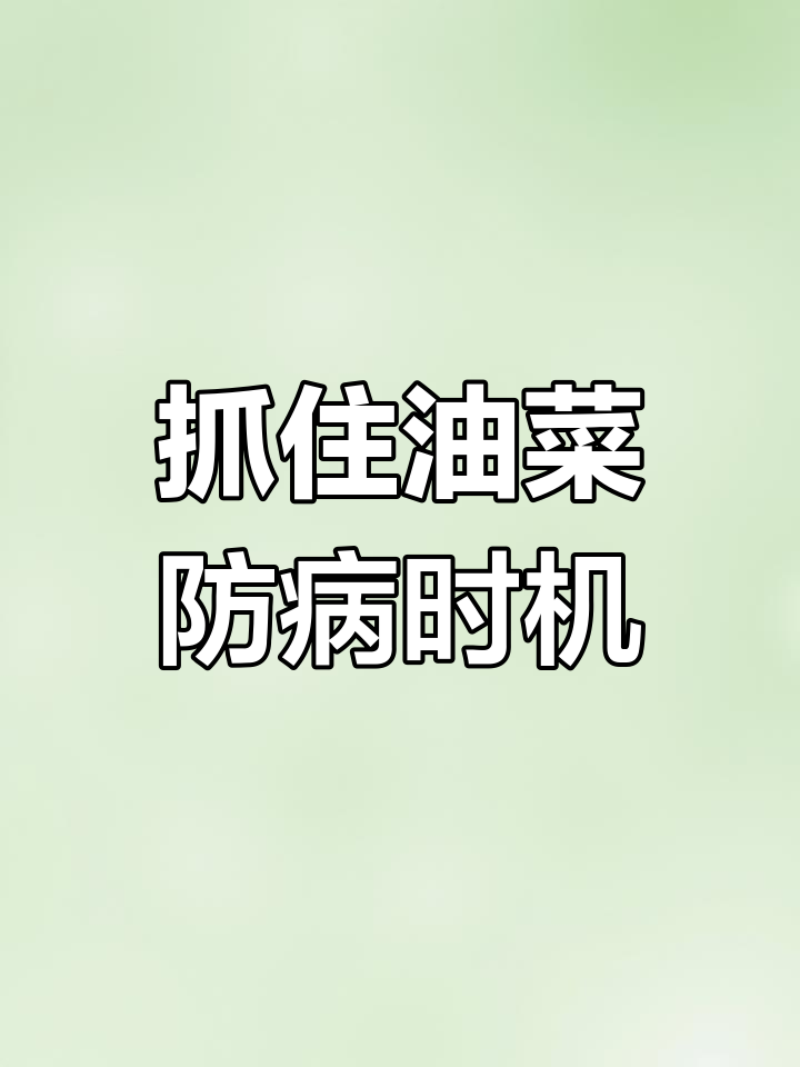 油菜菌核病防治关键期,错过就损失惨重