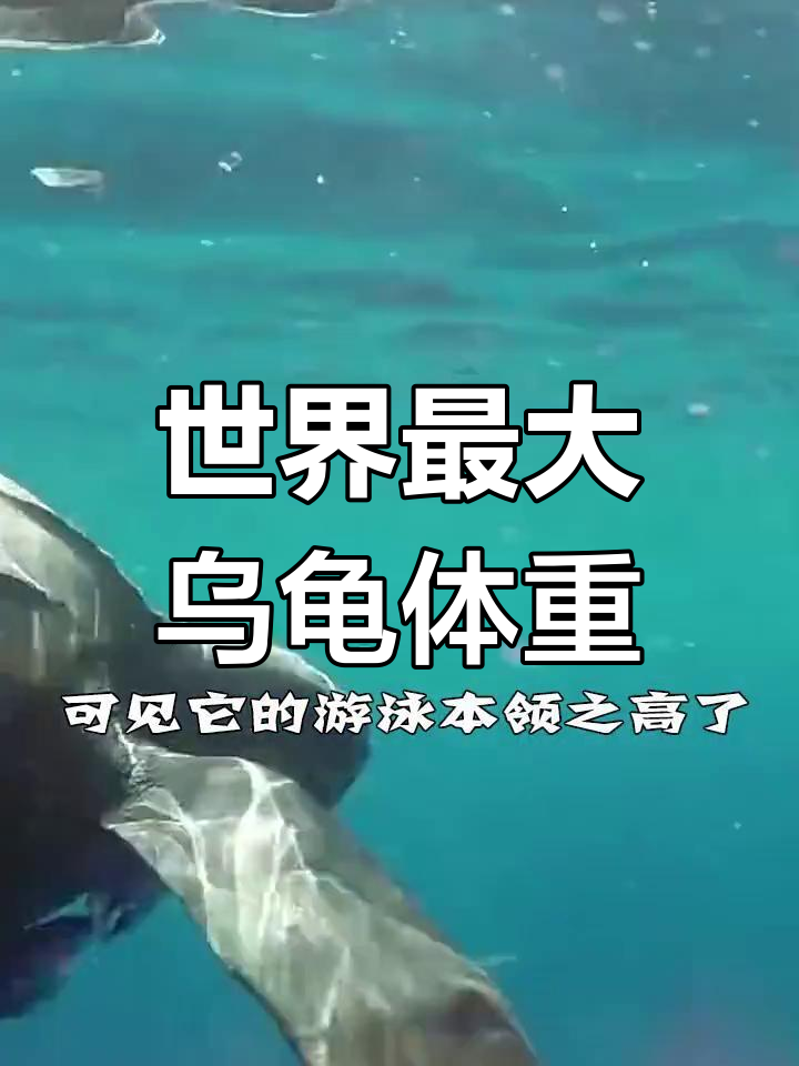 棱皮龟:世界上最大的乌龟有多重?