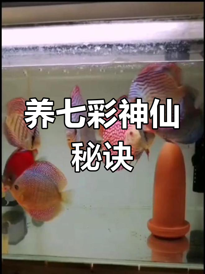 七彩神仙鱼养殖技巧:如何喂食汉堡