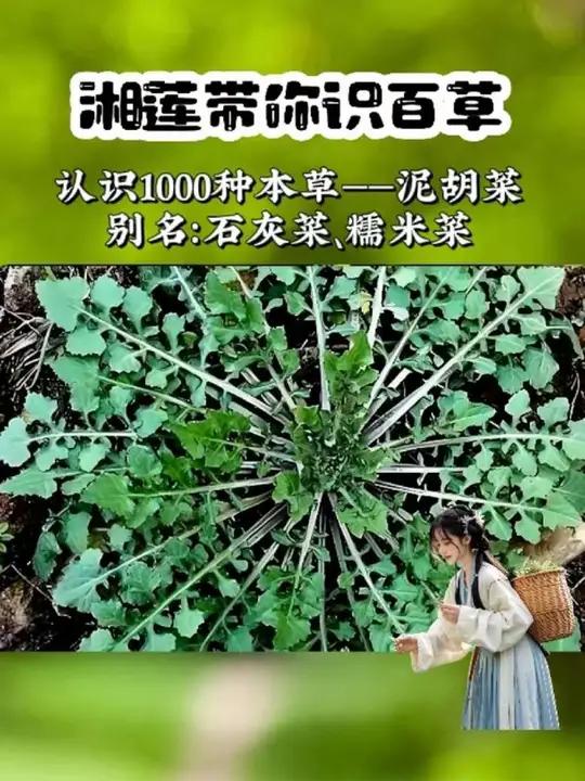 泥胡菜,是春天里小仙女不可错过的一款野菜,赶快去采吧!